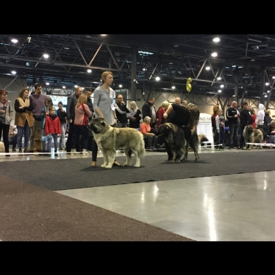 IDS KATOWICE'19 - BAGIRA